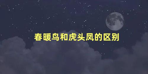 春暖鸟和虎头凤的区别