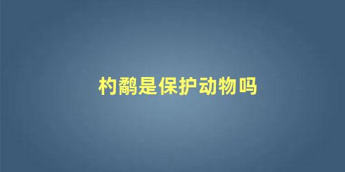 杓鹬是保护动物吗