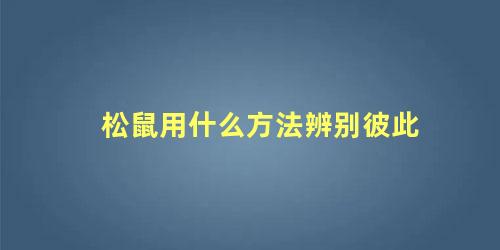 松鼠用什么方法辨别彼此