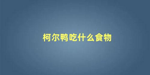 柯尔鸭吃什么食物