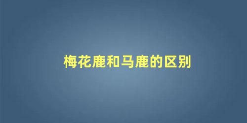 梅花鹿和马鹿的区别