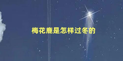 梅花鹿是怎样过冬的
