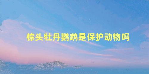 棕头牡丹鹦鹉是保护动物吗