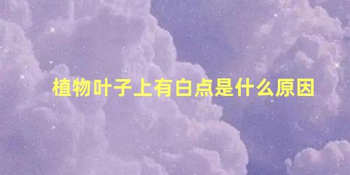 植物叶子上有白点是什么原因