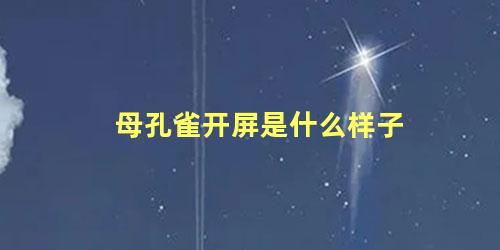 母孔雀开屏是什么样子