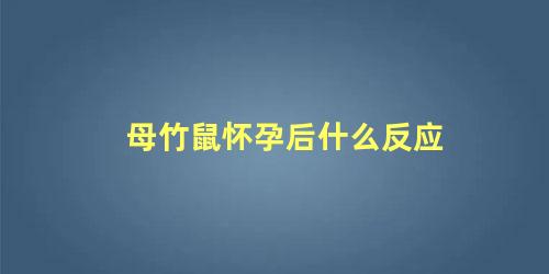 母竹鼠怀孕后什么反应
