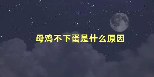 母鸡不下蛋是什么原因