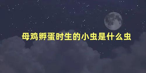 母鸡孵蛋时生的小虫是什么虫