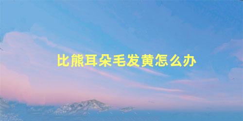 比熊耳朵毛发黄怎么办