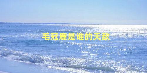 毛冠鹿是谁的天敌