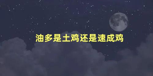 油多是土鸡还是速成鸡