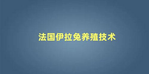 法国伊拉兔养殖技术