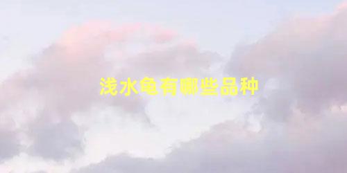 浅水龟有哪些品种