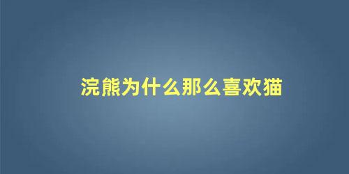 浣熊为什么那么喜欢猫