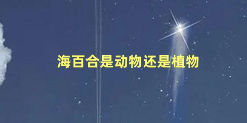 海百合是动物还是植物