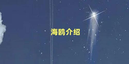 海鸥介绍