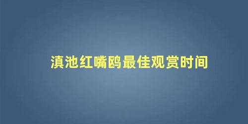 滇池红嘴鸥最佳观赏时间
