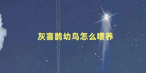 灰喜鹊幼鸟怎么喂养