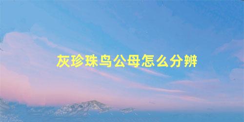 灰珍珠鸟公母怎么分辨