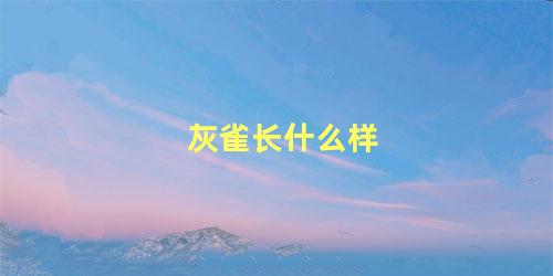 灰雀长什么样