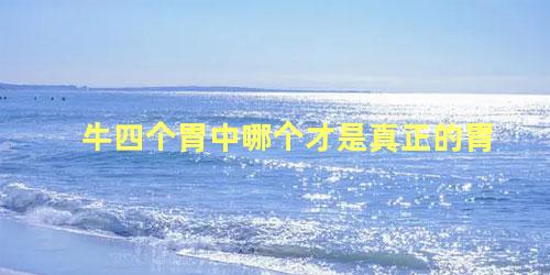 牛四个胃中哪个才是真正的胃