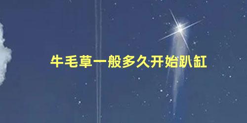 牛毛草一般多久开始趴缸