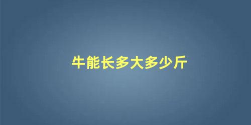 牛能长多大多少斤