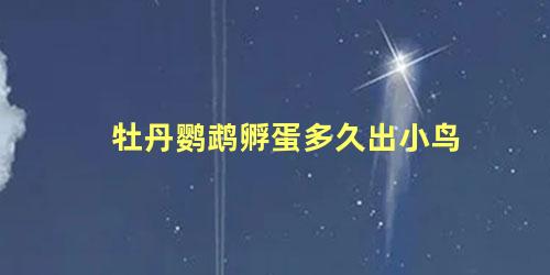 牡丹鹦鹉孵蛋多久出小鸟