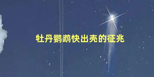 牡丹鹦鹉快出壳的征兆