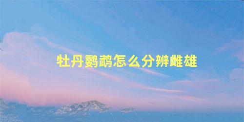 牡丹鹦鹉怎么分辨雌雄