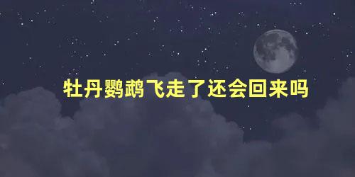 牡丹鹦鹉飞走了还会回来吗