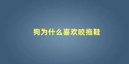 狗为什么喜欢咬拖鞋
