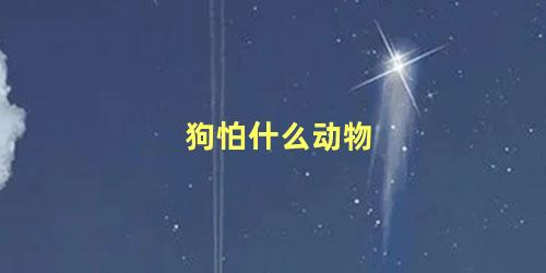 狗怕什么动物