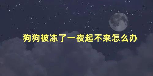 狗狗被冻了一夜起不来怎么办