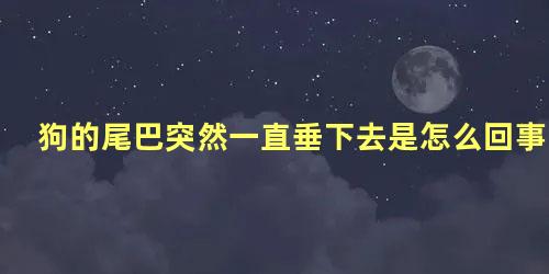 狗的尾巴突然一直垂下去是怎么回事