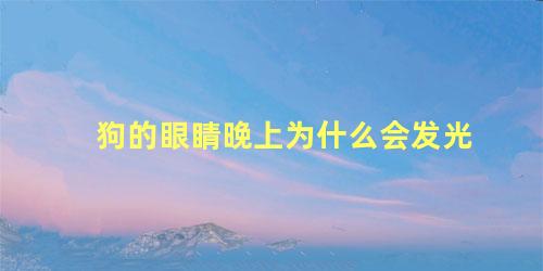 狗的眼睛晚上为什么会发光