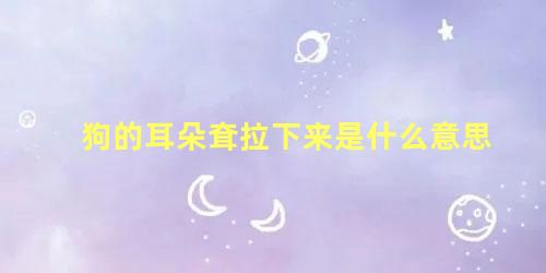 狗的耳朵耷拉下来是什么意思