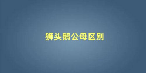 狮头鹅公母区别