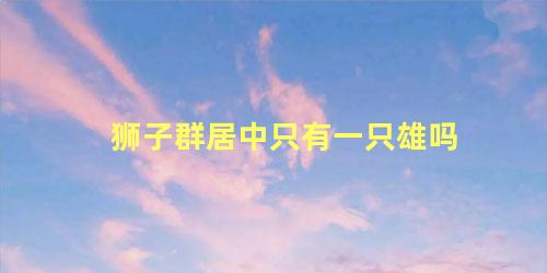 狮子群居中只有一只雄吗