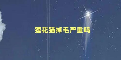 狸花猫掉毛严重吗