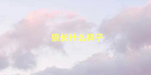 狼长什么样子