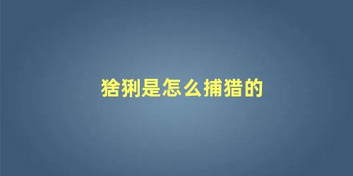 猞猁是怎么捕猎的