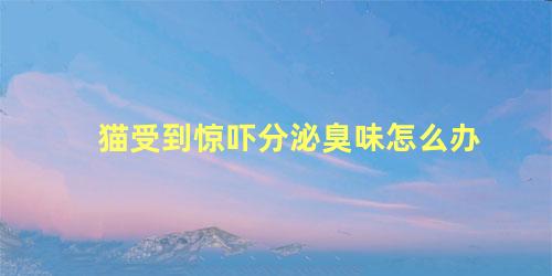 猫受到惊吓分泌臭味怎么办