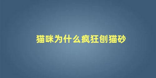 猫咪为什么疯狂刨猫砂