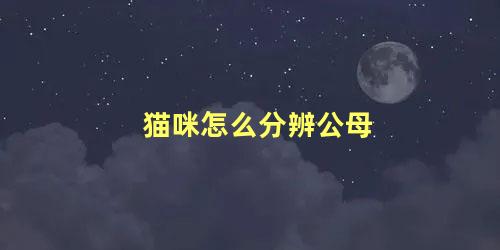 猫咪怎么分辨公母