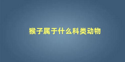 猴子属于什么科类动物