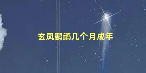 玄凤鹦鹉几个月成年