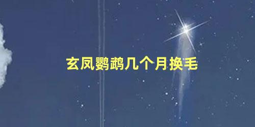 玄凤鹦鹉几个月换毛
