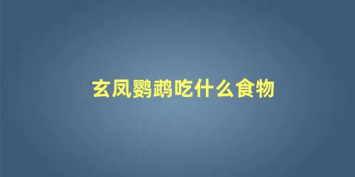 玄凤鹦鹉吃什么食物