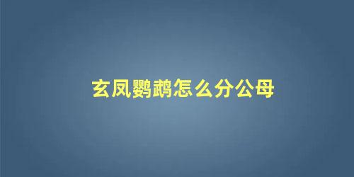 玄凤鹦鹉怎么分公母